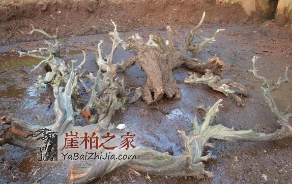 你知道如今市场上最为畅销的几种崖柏料子吗?-1