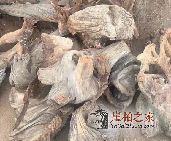 你知道如今市场上最为畅销的几种崖柏料子吗?-2