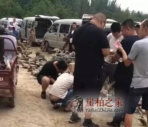 你知道如今市场上最为畅销的几种崖柏料子吗?-4