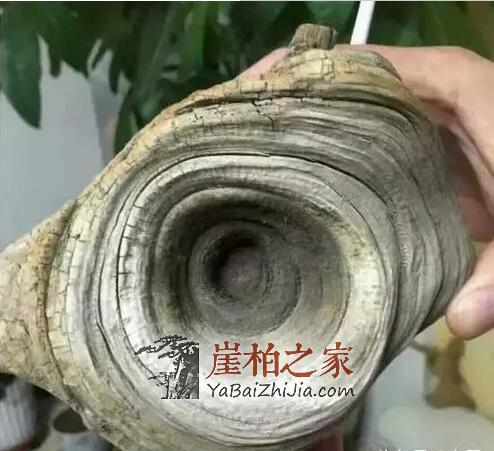 崖柏若带“眼”,价值就不能同日而语了!-2