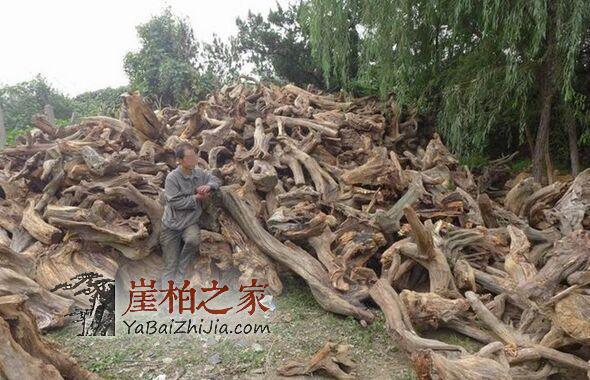 崖柏千年不死,死后千年又来迷惑人间-2