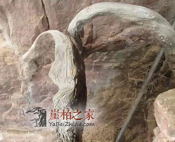 崖柏千年不死,死后千年又来迷惑人间-3