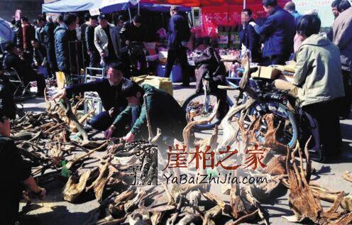 崖柏千年不死,死后千年又来迷惑人间-4