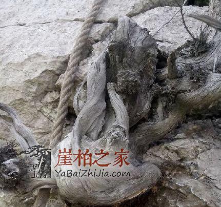 崖柏千年不死,死后千年又来迷惑人间-5