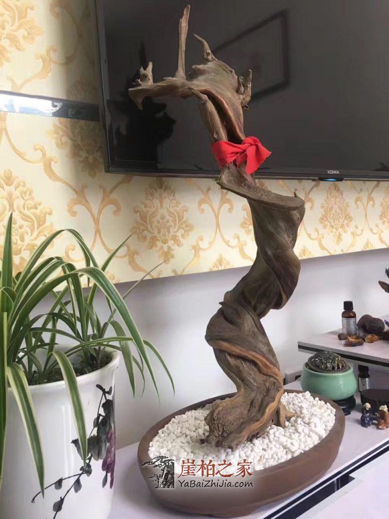 天成造型的崖柏毛料更能体现崖柏精神,更具有收藏价值!-1
