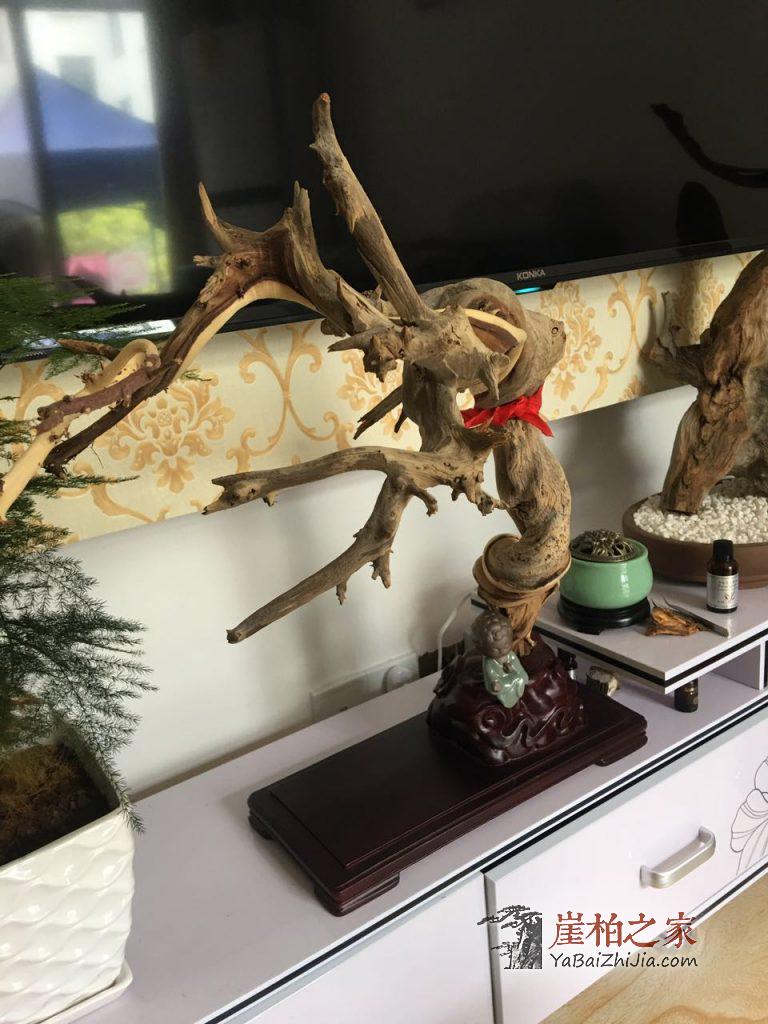 天成造型的崖柏毛料更能体现崖柏精神,更具有收藏价值!-2