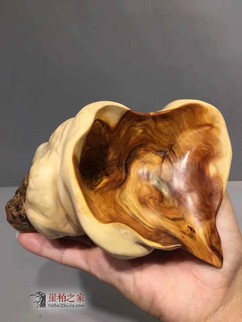 崖柏根艺工艺品《海螺》摆在家里是否可以等到你的海螺姑娘-1