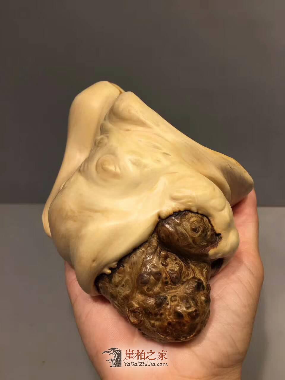 崖柏根艺工艺品《海螺》摆在家里是否可以等到你的海螺姑娘-5