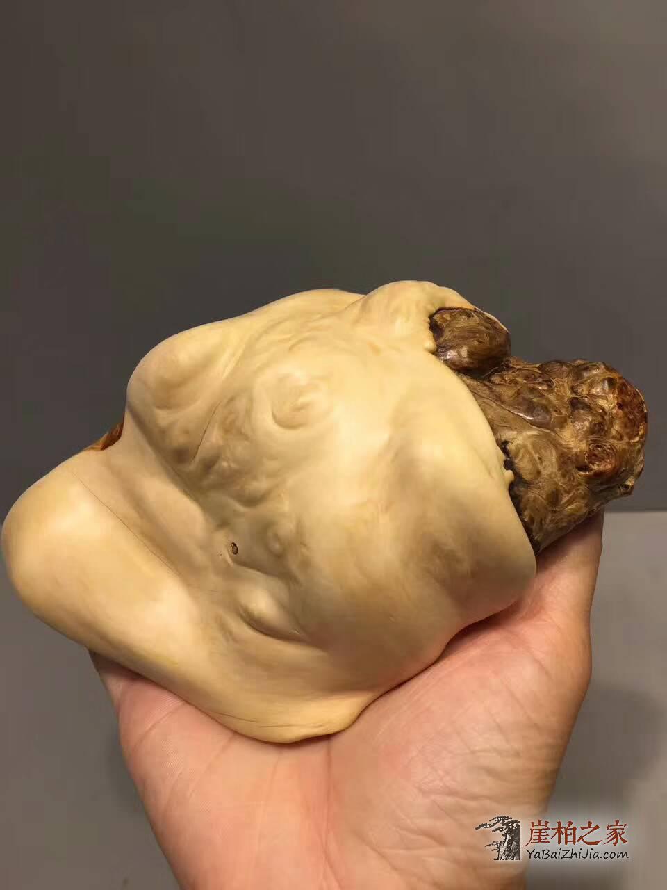 崖柏根艺工艺品《海螺》摆在家里是否可以等到你的海螺姑娘-7