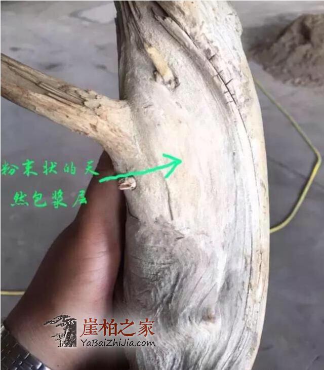 如何鉴别崖柏真假白粉皮?有图有真相-1