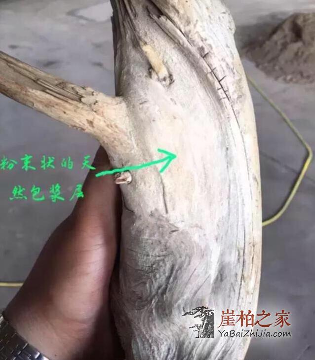 如何鉴别崖柏真假白粉皮？有图有真相-2