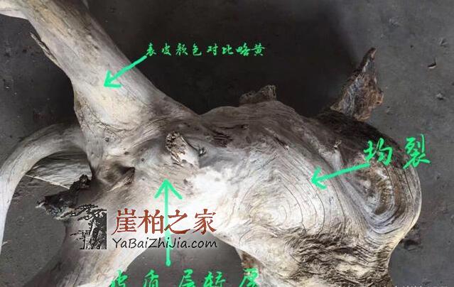如何鉴别崖柏真假白粉皮?有图有真相-3