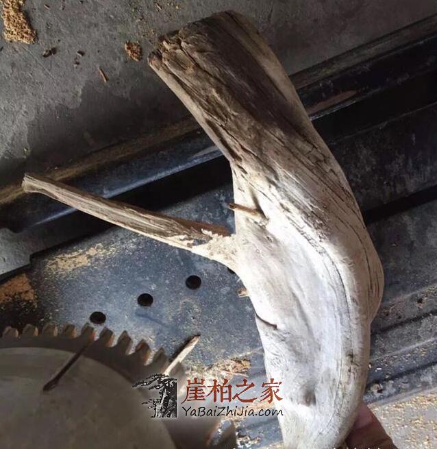 如何鉴别崖柏真假白粉皮?有图有真相-4