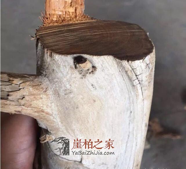 如何鉴别崖柏真假白粉皮?有图有真相-5