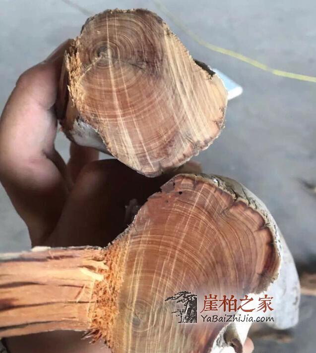 如何鉴别崖柏真假白粉皮?有图有真相-6