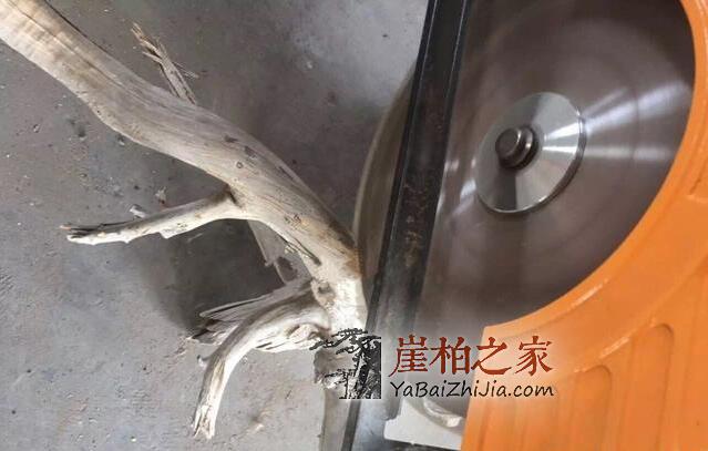 如何鉴别崖柏真假白粉皮?有图有真相-7