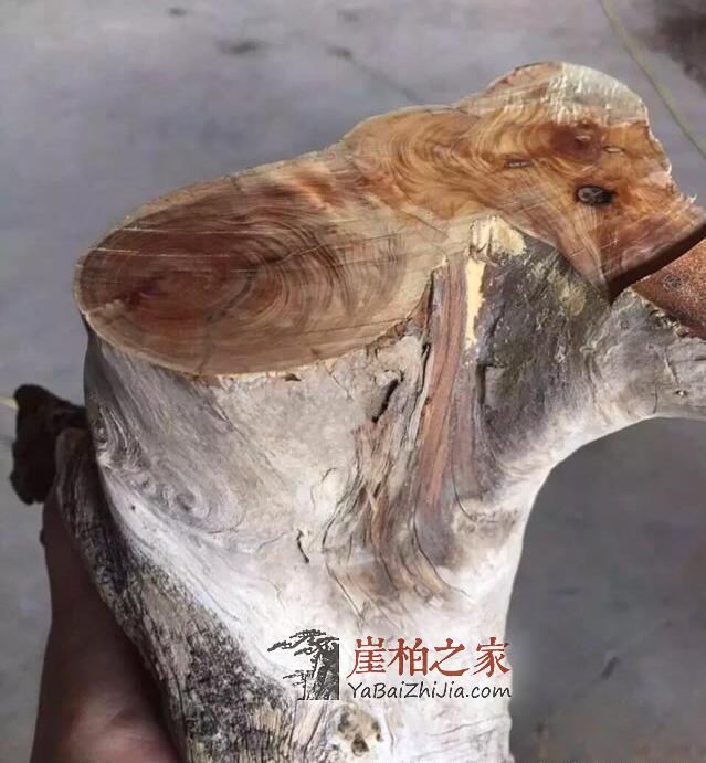 如何鉴别崖柏真假白粉皮?有图有真相-9