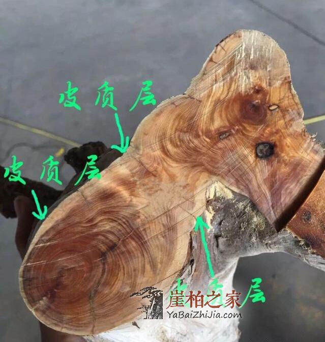 如何鉴别崖柏真假白粉皮?有图有真相-10