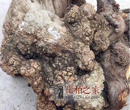 手把手教你崖柏陈化瘤手串的制作、成珠-1