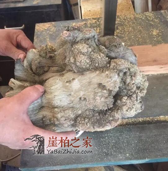 手把手教你崖柏陈化瘤手串的制作、成珠-4