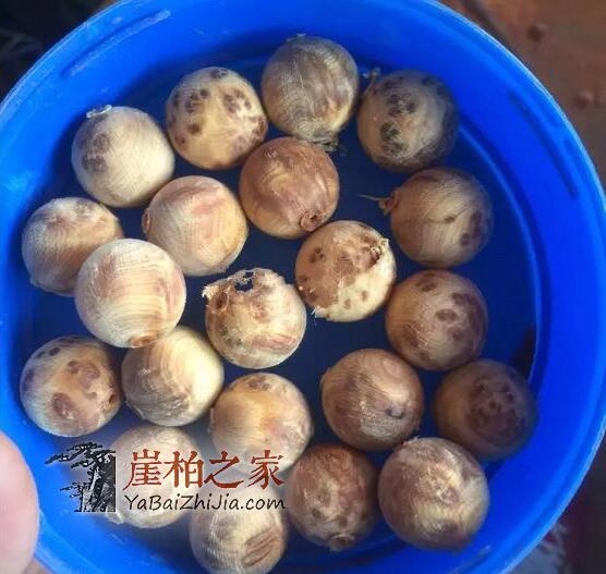 手把手教你崖柏陈化瘤手串的制作、成珠-15