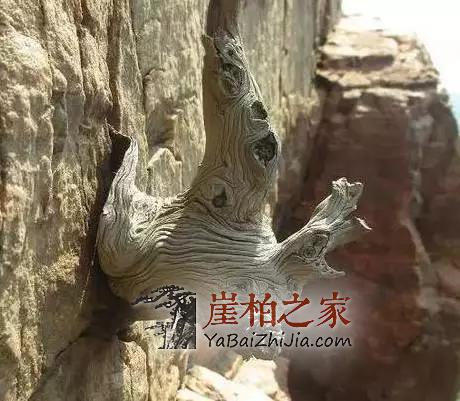 崖柏常识:崖柏的坡料与崖料-2