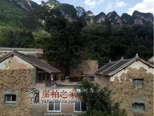 带你走进传说中的崖柏村,当地村民专职采挖崖柏-1