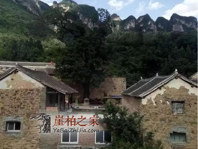 带你走进传说中的崖柏村，当地村民专职采挖崖柏-1