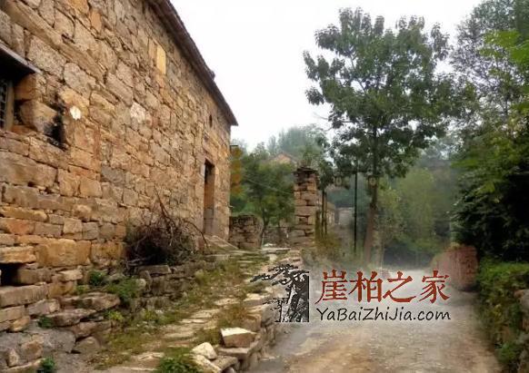 带你走进传说中的崖柏村,当地村民专职采挖崖柏-2