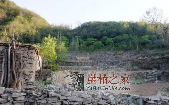 带你走进传说中的崖柏村,当地村民专职采挖崖柏-3