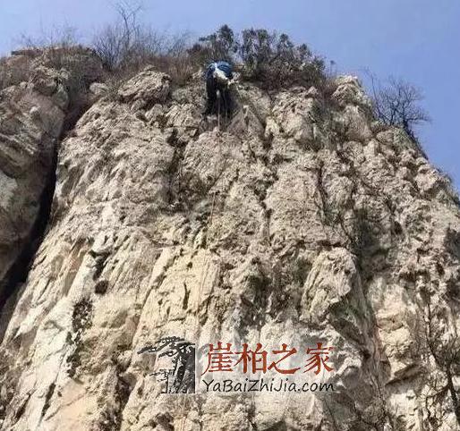 带你走进传说中的崖柏村,当地村民专职采挖崖柏-4