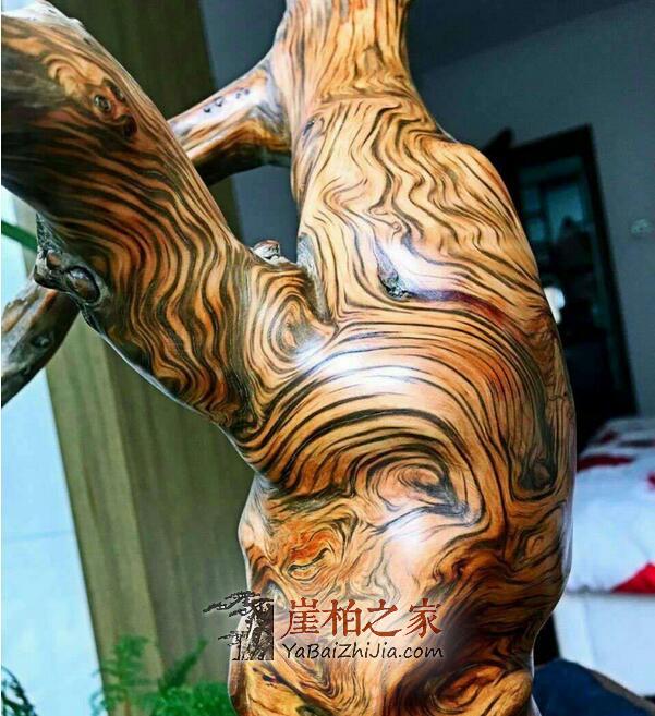 崖柏虎皮纹的形成是一次又一次的扯破、愈合!-1