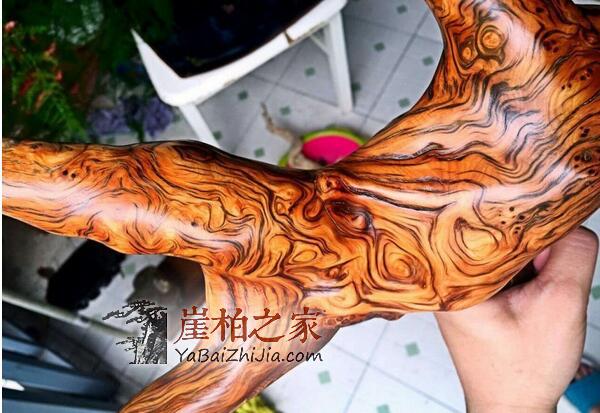 崖柏虎皮纹的形成是一次又一次的扯破、愈合!-2
