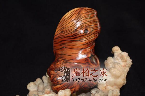 崖柏虎皮纹的形成是一次又一次的扯破、愈合!-3