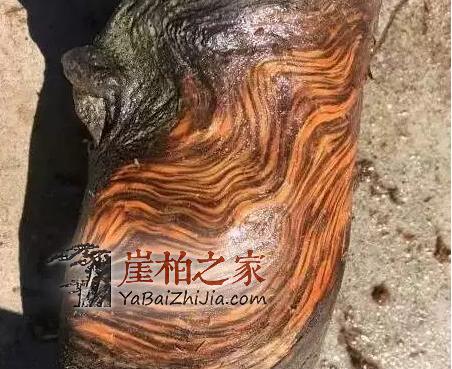 如何辨别崖柏料子的好坏,“表皮”见分晓!-5