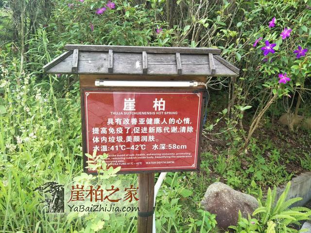 崖柏温泉面世了，崖柏前景无量-1