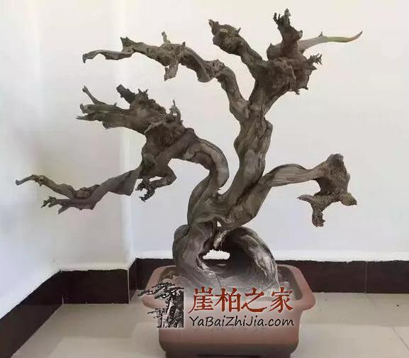 教你崖柏开裂修复小技巧!赶紧get起来-1