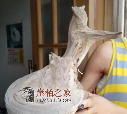 教你崖柏开裂修复小技巧!赶紧get起来-2