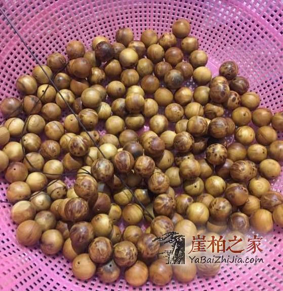 直击崖柏老料开料现场,油性十足的崖柏珠子新鲜出炉!-5
