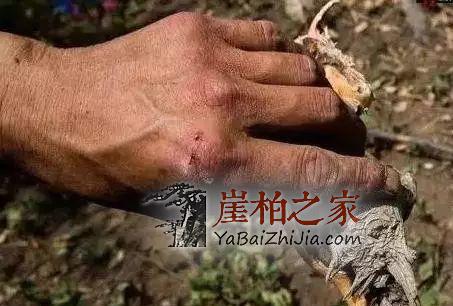 都说文玩靠炒作,如今的崖柏,你还能接受它么?-4