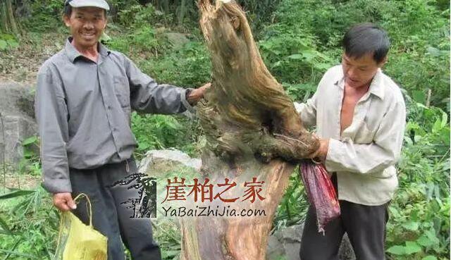 都说文玩靠炒作,如今的崖柏,你还能接受它么?-5