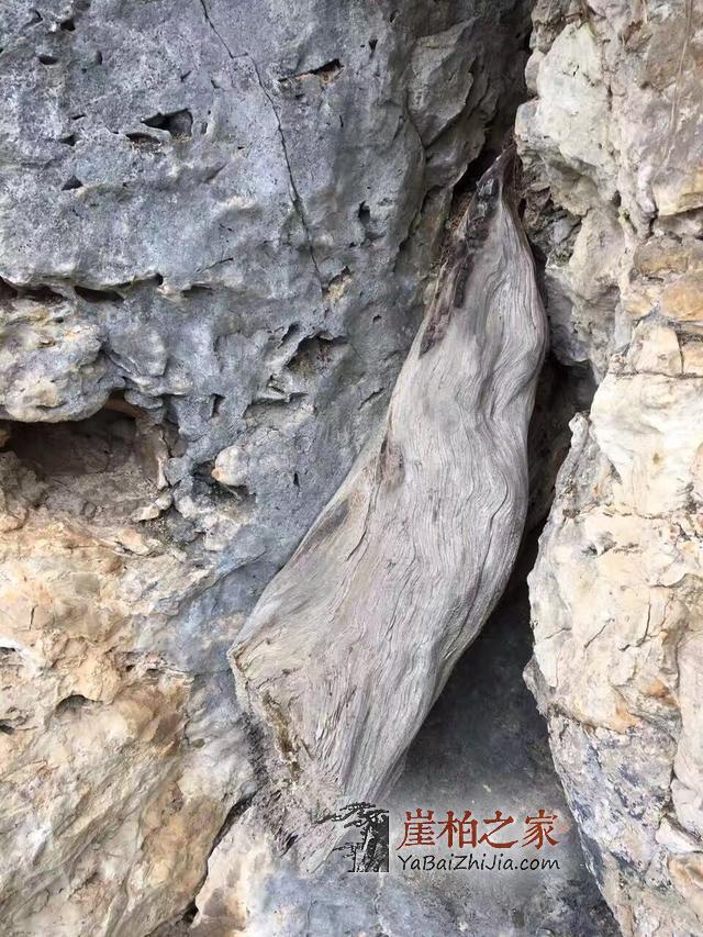 崖柏毛料科普,崖柏新手看过来-2