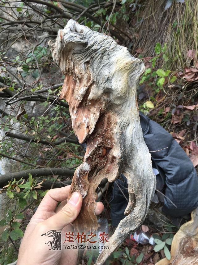 崖柏毛料科普,崖柏新手看过来-3