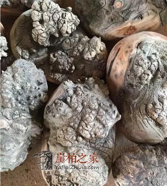 崖柏瘤疤:崖柏中的“宠儿”,价值不菲-3