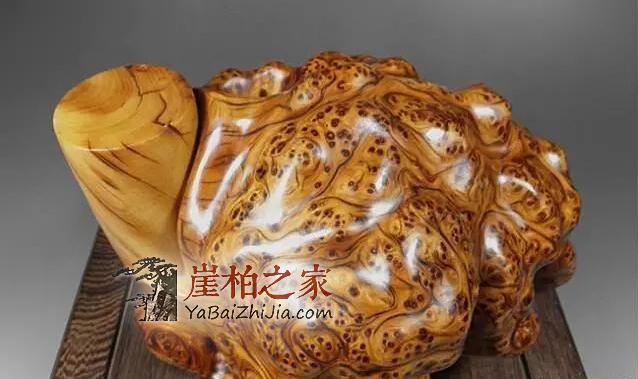 崖柏瘤疤:崖柏中的“宠儿”,价值不菲-4