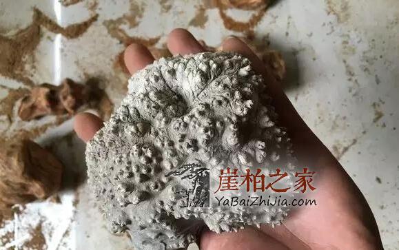 崖柏瘤疤:崖柏中的“宠儿”,价值不菲-5