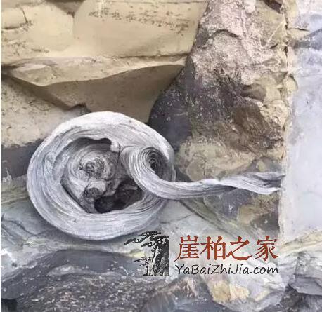 保存财富,从艺术品收藏开始!火爆的崖柏是你不二的选择!-1