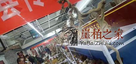 6亿崖柏现身山东展会,可悲可笑的无知崖柏人!-2
