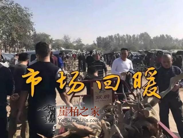 崖柏市场回暖,柏友们疯狂抢料,河南焦作市场人山人海-1
