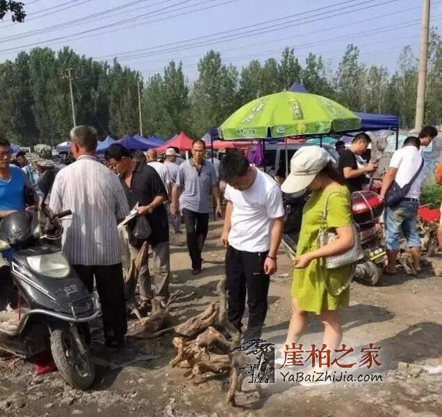 崖柏市场回暖,柏友们疯狂抢料,河南焦作市场人山人海-2